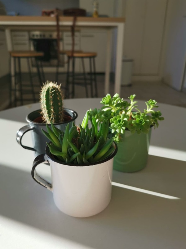 mug plante campagne réactivation nouvelle nature défi