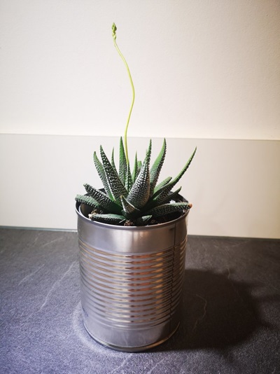 Projet JosetteArticle blog déco plantes