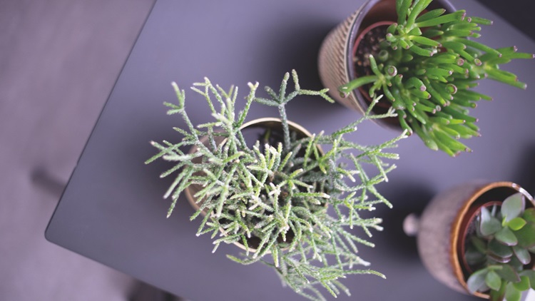 Plantes d'intérieur : adoptez une décoration nature