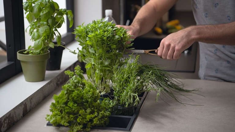 Du choix des espèces à leur place dans la pièce sans oublier la lumière, découvrez comment adopter des plantes potagères ou exotiques en intérieur ! 
